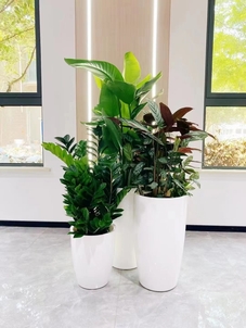 北仑花木租摆专业