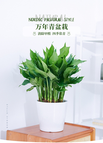 宁波鄞州植物租赁热选，优质服务超贴心！