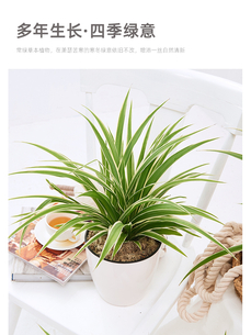 杭州湾绿化养护