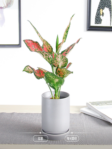 镇海盆景租摆方案