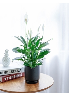 奉化植物租摆专业，打造独特绿色空间