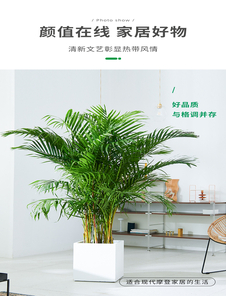 奉化花卉租摆公司