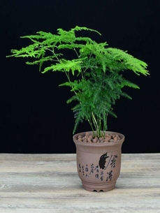 热词揭秘！镇海花木租摆如何扮靓空间引关注