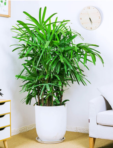 速看！宁波北仑盆景出租价格大揭秘