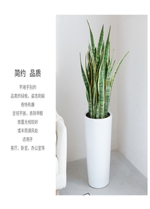 寻找宁波前湾花卉出租？这里有您的心仪之选