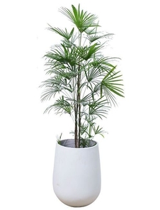 鄞州植物出租，解锁打造独特绿色环境的秘诀